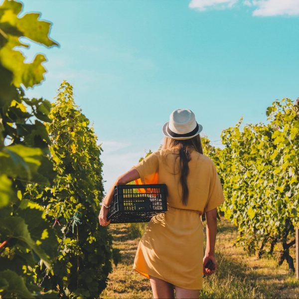 Bezoek je druiven ranken in Stellenbosch